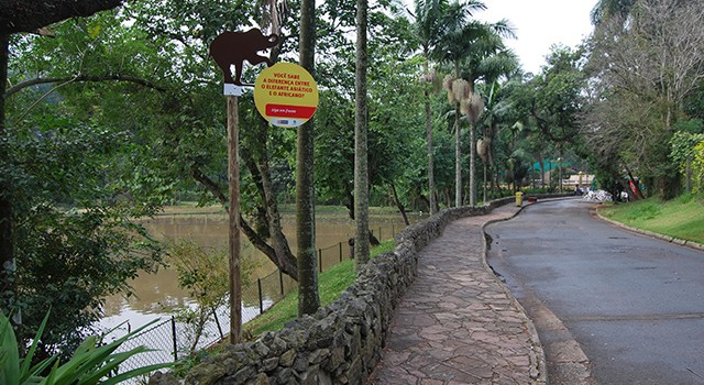 Elefantes Asiáticos no Zoo