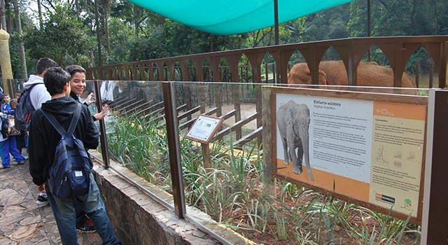 Elefantes Asiáticos no Zoo