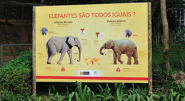 Elefantes Asiáticos no Zoo