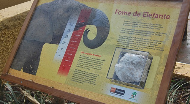 Elefantes Asiáticos no Zoo
