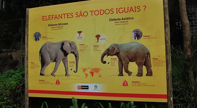 Elefantes Asiáticos no Zoo