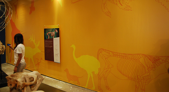 MAV &#8211; Museu de Anatomia Veterinária da FMVZ USP