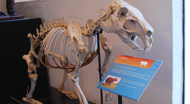 MAV &#8211; Museu de Anatomia Veterinária da FMVZ USP